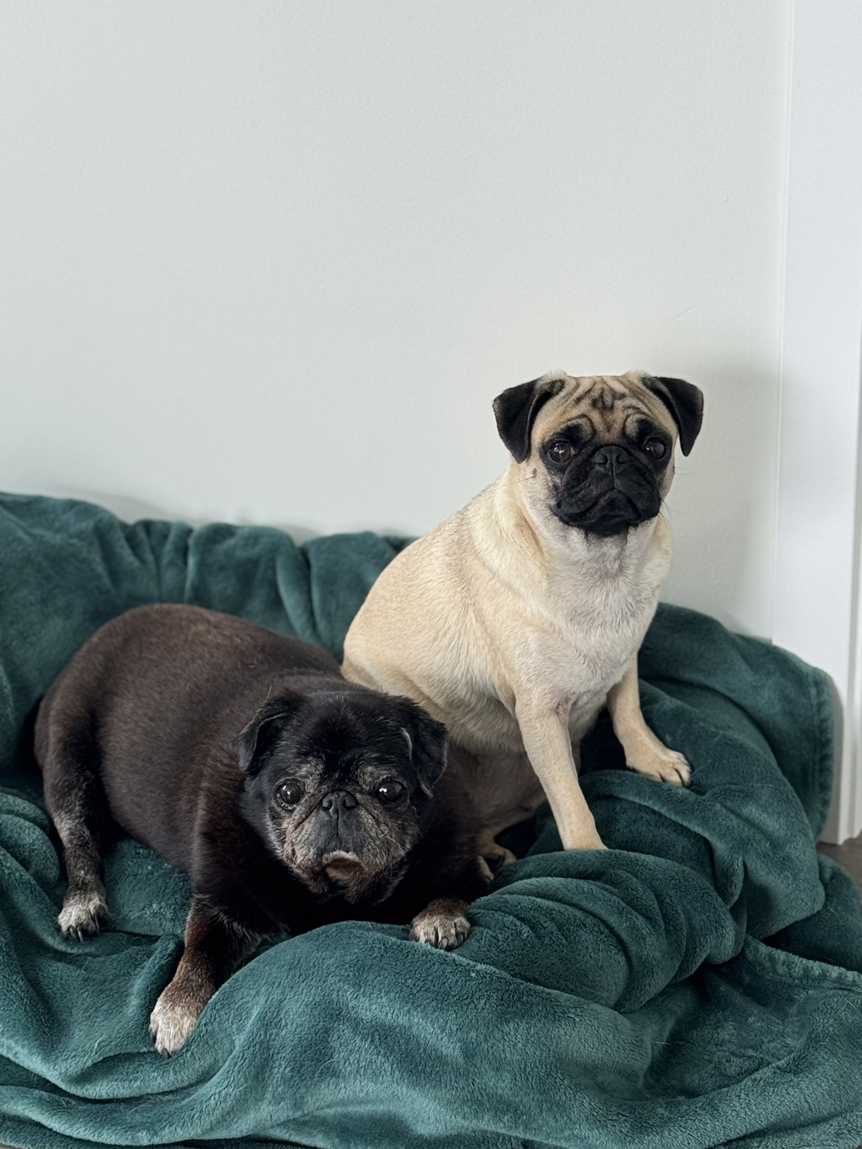 Moni and Pupa, the Chief Distraction Officers at NXT Wave Consulting